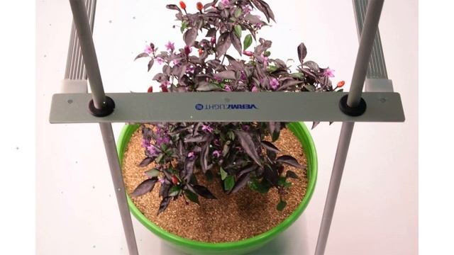 Комплект Огород На Подоконнике 2х30Вт, 100х18х50см (VermiLIGHT) обзор VERMI79 смотреть онлайн