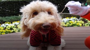 Самые безумные рекорды Книги Гиннеса