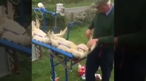 Конвейер или ветеринарный станок  для вакцинации овец