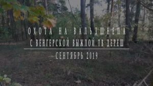 Охота на вальдшнепа в сентябре 2019 г. Woodcock hunting with Magyar vizsla TVDeres