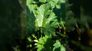 Кабачок "Арал",уплотнённая посадка,как идёт развитие.