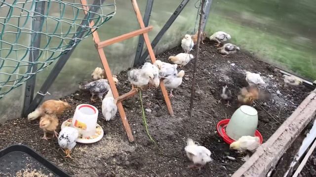 Цыплята адлерской и кучинской породы смотреть онлайн