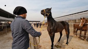 ОТ БОЗОР 2024! КОННЫЙ РЫНОК УЗБЕКИСТАНА! HORSE MARKET 2024!