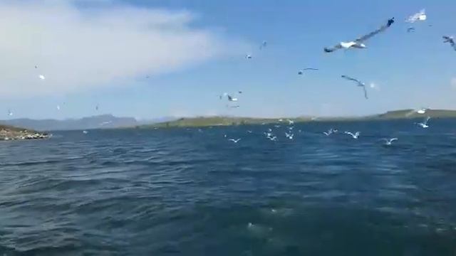 Остров чаек смотреть онлайн