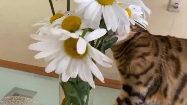 Наглый бенгальский кот Лео есть цветы! Что делать с котом? Кот дерётся