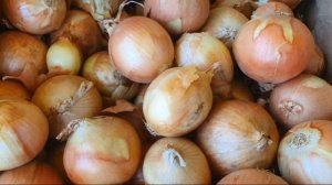 Точные сроки посадки озимого лука в 2022 году! Посадка лука под зиму. Лук севок.