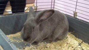 Венский голубой кролик