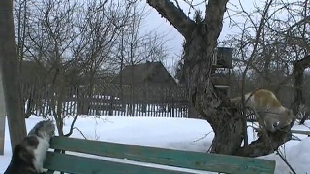Немного о жизни кошачьей.