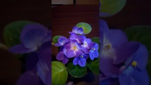 фиалка Optimara Monet