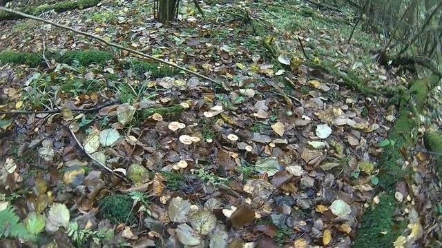 Опенок осенний вернулся! смотреть онлайн