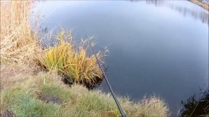 Ловля окуня на живца. часть II