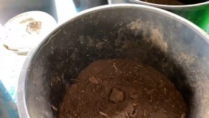 Посадка в контейнеры гиацинтов и тюльпанов. Как остановиться??? Посмотрите какая красота!!!???