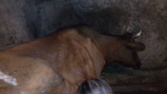 Что означает выражение "крутить корове хвост"? Или как диагностировать парез не имея денег. смотреть онлайн