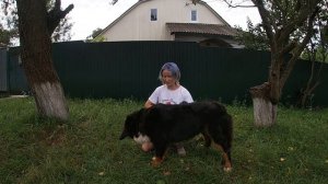 Команда Поклон. Дрессировка собак | Бернский Зенненхунд. Как научить собаку команде Поклон