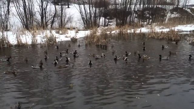Кормление уток в Митинском пруду смотреть онлайн