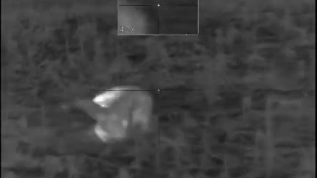 Pulsar xq38 hard charging coyote смотреть онлайн