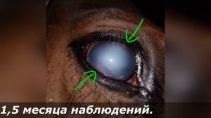 Спасли глаз коню || How we saved eye of a horse