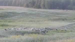 Село Занино-Починки. Выпас овец.