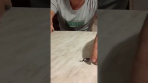 Донный монтаж на форель ( обзор )