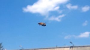 Муха журчалка (часик)