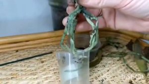 Как нарастить корни у мини орхидеи