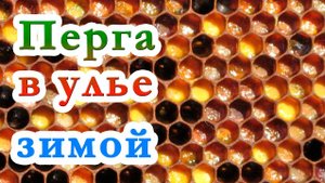 ПЕРГА В УЛЬЯХ НА ЗИМУ. НУЖНО ЛИ ОСТАВЛЯТЬ ПЕРГУ В ЗИМУЮЩЕМ УЛЬЕ
