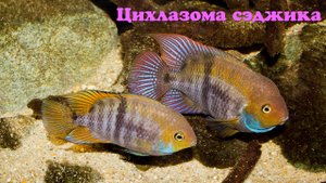 Цихлазома сэджика - Amatitlania sajica