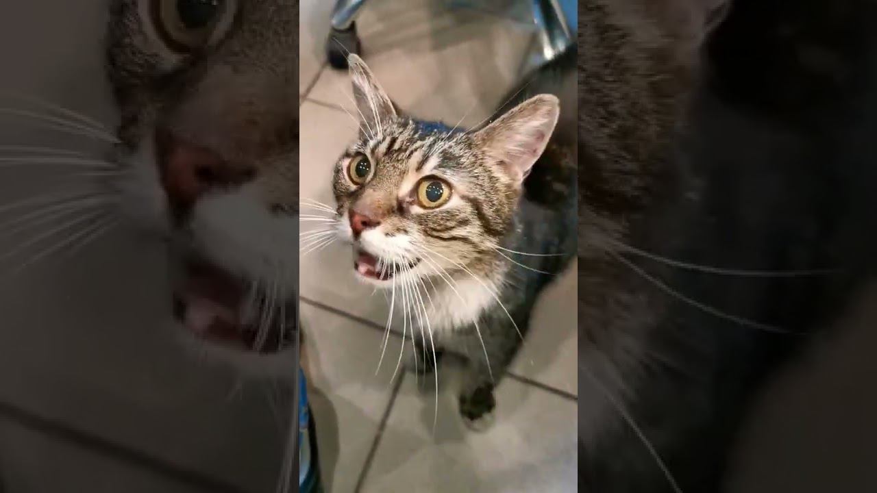 КотиК смотреть онлайн