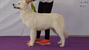 Из-за чего собака плохо спит?