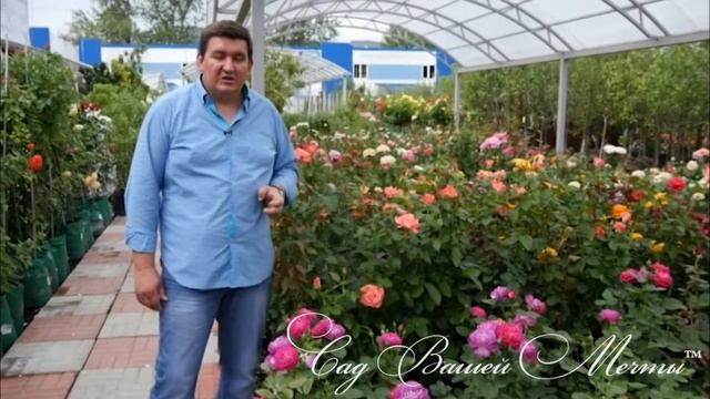 Обработка роз от вредителей. Полезные советы. смотреть онлайн