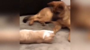 15 минут ОТБОРНЫХ ПРИКОЛОВ про животных до слез 2022 года - FUNNY PETS 2022!!!.mp4