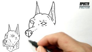 СОБАКА ЛЕГКО, Доберман