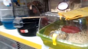 Поход в зоомагазин. Выбираем хомяка