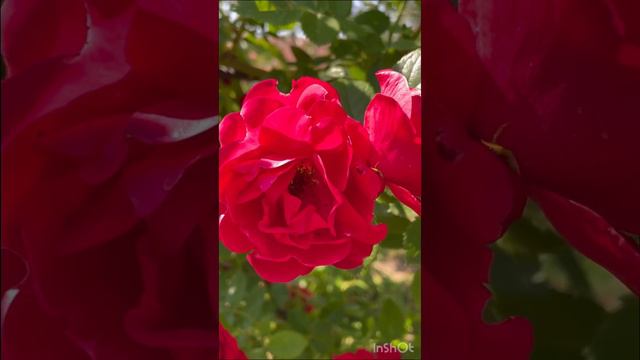 Как вам такая арка из настоящих, живых роз?!🌺🔥🔥🔥 плетистая роза прекрасна ❤️ #цветочки