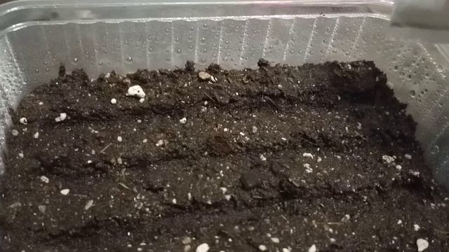 Львиный зев. Посадка семенами. смотреть онлайн