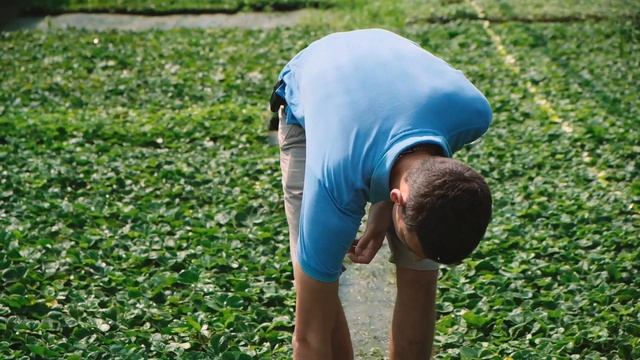 Курсы по выращиванию кассетной рассады клубники смотреть онлайн