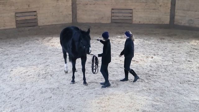 Новая конюшня? МАСТЕР-КЛАСС по работе в руках смотреть онлайн