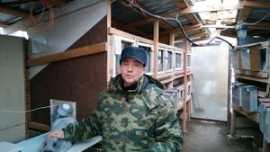 Породы Полтавское серебро нет? Разведение кроликов в домашних условиях