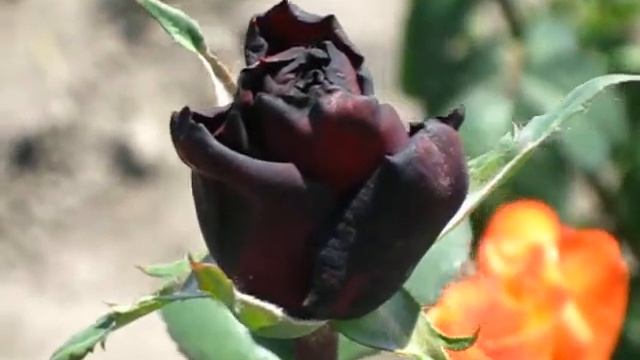 ЧЕРНАЯ РОЗА смотреть онлайн