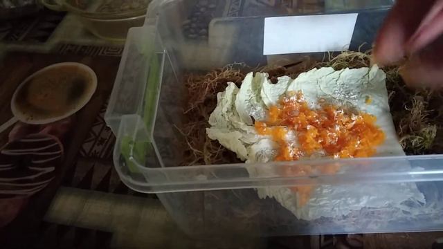 Отбраковка маленьких 🐌🐌🐌🐌 улитят. Вынужденная мера. смотреть онлайн