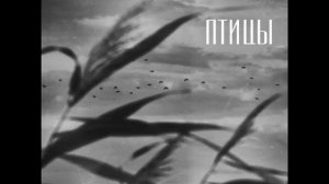 Песня «Птицы» на стихи Михаила Матусовского, исполняет Алексей Булгаков