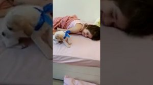 Подарок на день рождения #щенокджекрассел Подарили щенка. Реакция на подарок