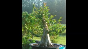 Large Crape Myrtle Update Aug 09