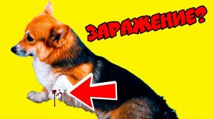 ЧТО С МОЕЙ ЛАПОЙ НА САМОМ ДЕЛЕ ?! (Корги Кекс) Говорящая собака