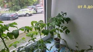 #помидорки Помидорки на  подоконнике, от А до Я