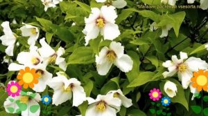 Чубушник лемуана Бэль Этуаль. Краткий обзор, описание philadelphus lemoine Belle Etoile