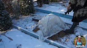 Саженцы сосны юньнаньской после 20-ти градусных морозов