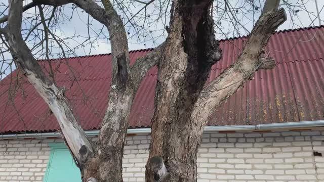 Спасаем дерево