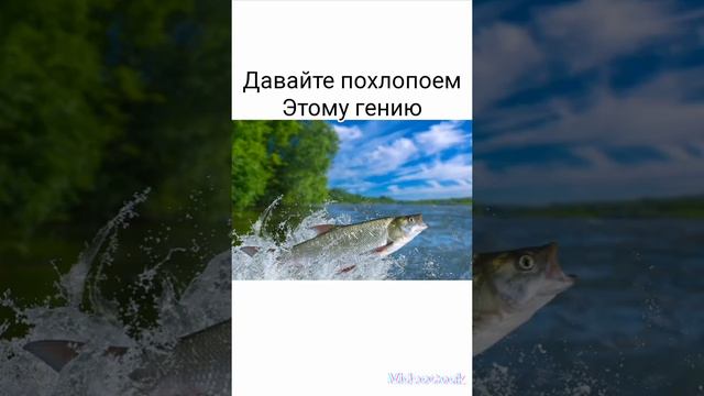 #жерех#смешные картинки#