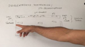 2D Isoelektrische Fokussierung